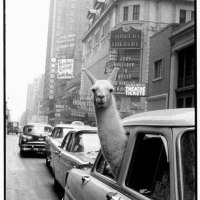 A llama in Times Square
